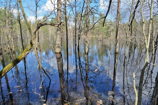 Frühlingslandschaft Fluss im Nationalpark