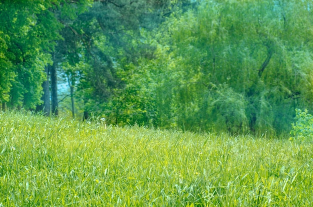 Foto frühlingslandschaft im park sommer- oder frühlingswiese auf heller sonne frühlingsnaturhintergrund