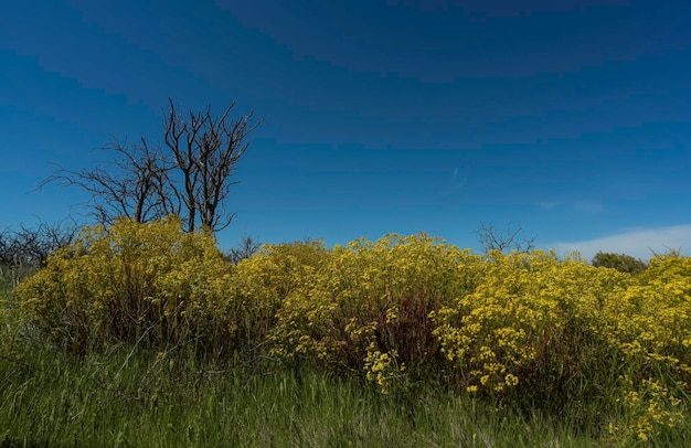 Frühlingslandschaft La Pampa Provinz Patagonien Argentinien