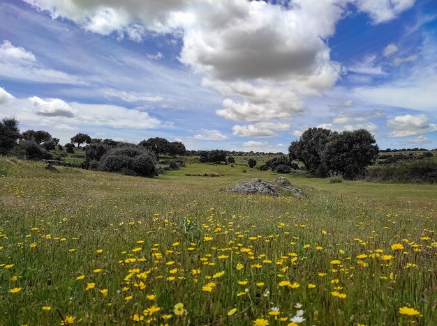 Frühlingslandschaft mit blauem Himmel und Gewitterwolken über grüner Wiese mit gelben Blumen