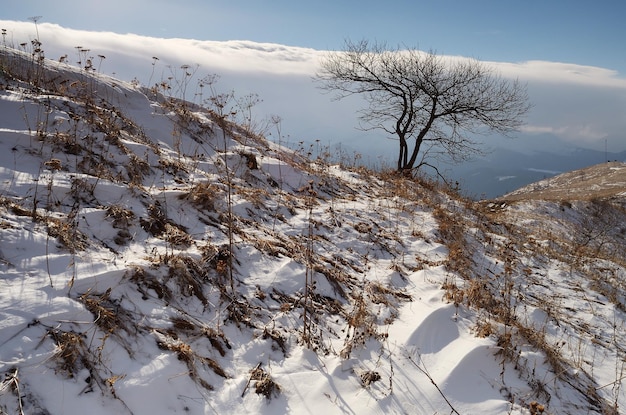 Frühlingslandschaft mit dem letzten Schnee. Ein einsamer Baum auf einem Hügel in einer bergigen Gegend