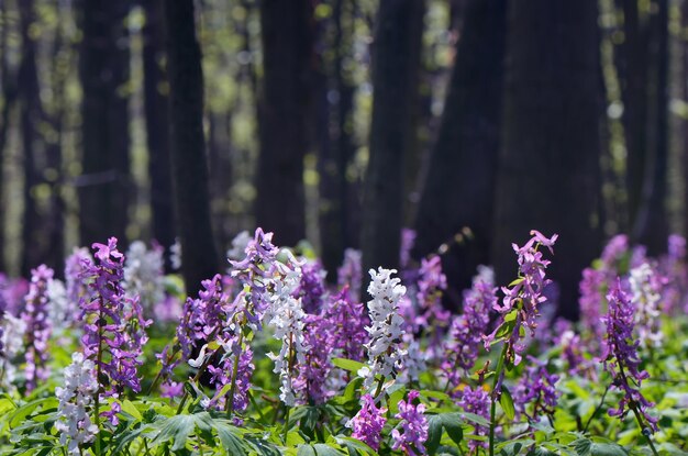 Frühlingslandschaft mit den ersten Blumen im Wald