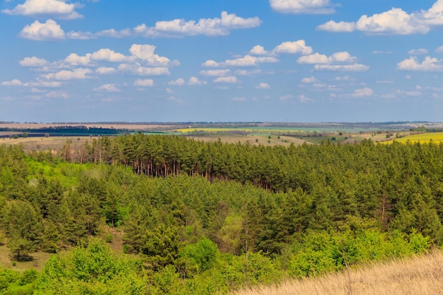 Frühlingslandschaft mit grünen Baumwiesenfeldern und blauem Himmel