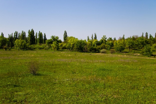 Frühlingslandschaft mit grüner Wiese und Bäumen