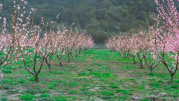 Frühlingslandschaft mit Pfirsichbaumplantagen auf dem Lande, Georgia