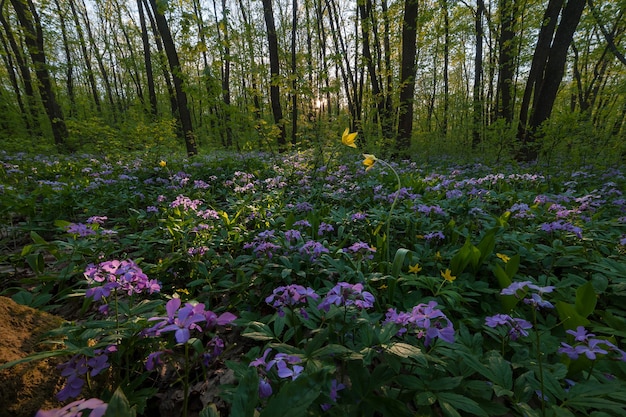 Frühlingslandschaft mit Wäldern. Sommerwald mit Blumen und grünen Blättern