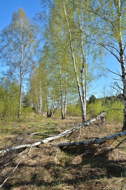 Frühlingslandschaft