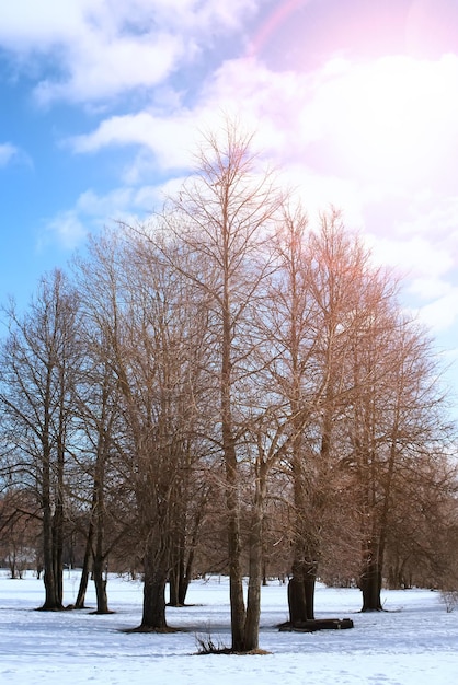 Frühlingslandschaftsbaum auftauen