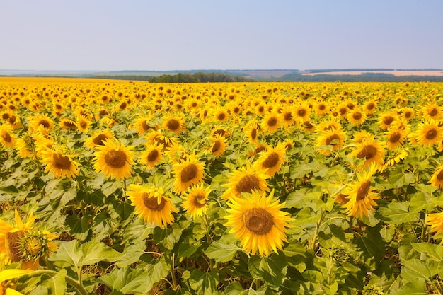 Frühlingslandschaftsfeld des blauen Himmels der schönen goldenen Sonnenblumen und der weißen Wolken