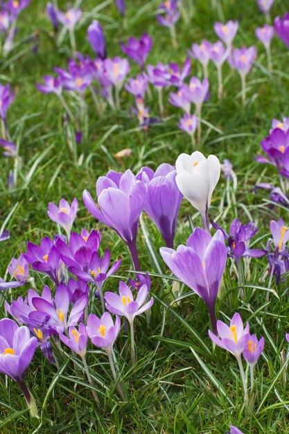 Frühlingslila Krokusse auf Wiese