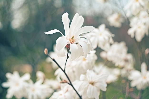 Frühlingsmagnolienblüte im Tageslicht