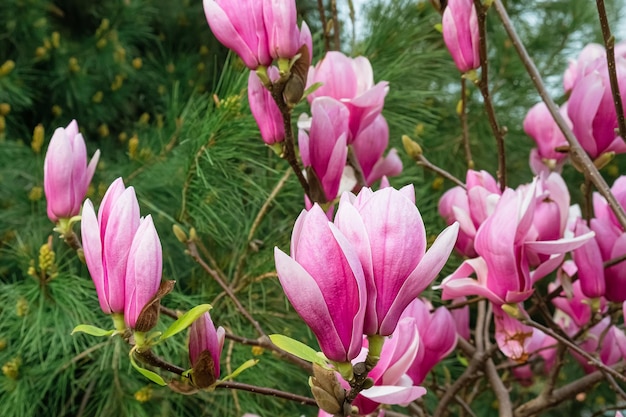 Frühlingsmagnolienblüten blühen auf dem Magnolienbaum im Park. Zarte rosa Blüten