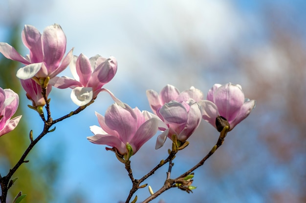 Frühlingsmagnolienblumen, natürlicher abstrakter weicher Blumenhintergrund