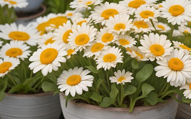 Frühlingsmargueritenblumen blühen in Töpfen