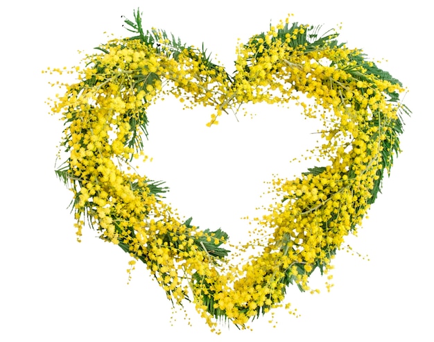Frühlingsmimosenblumenkranz in der Herzform lokalisiert auf Weiß. Frauentag, Muttertag, Frühlingskartenkonzept