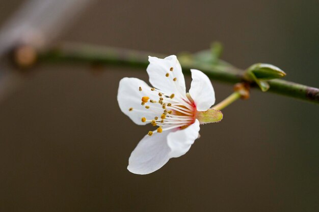 Frühlingsnahaufnahme weiße Kirschblüten Frühlingsblumenhintergrund