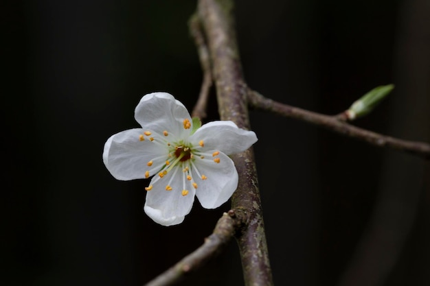 Frühlingsnahaufnahme weiße Kirschblüten Frühlingsblumenhintergrund