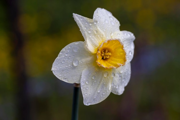 Frühlingsnarzisse blühen in Staub und Schmutz nach dem letzten Regen