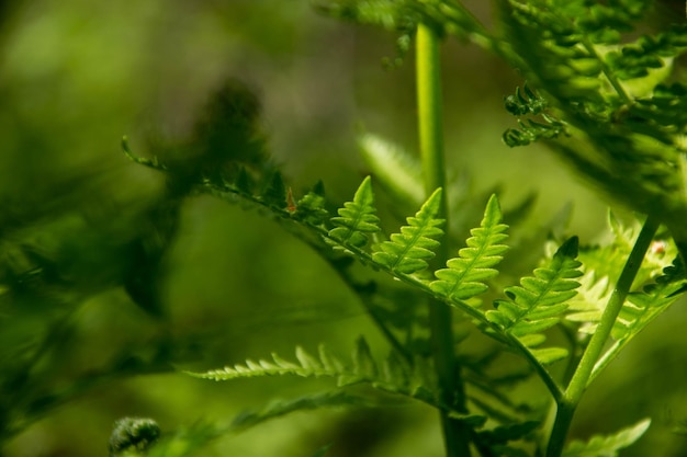 Frühlingsnatur Farnblätter im Wald mit Bokeh-Hintergrund