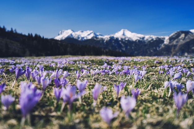 Frühlingsnatur in Slowenien Europa Velika planina oder großes Weideplateau in den Kamniker Alpen Lila Safran oder violette Krokusse blühen auf der Wiese vor dem Hintergrund schneebedeckter Berggipfel