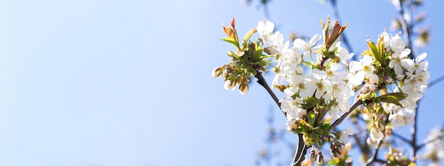 Frühlingsnaturfahnenhintergrund mit Kirschblüte