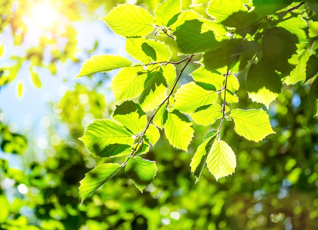 Frühlingsnaturhintergrund mit grünem Laub der Bäume