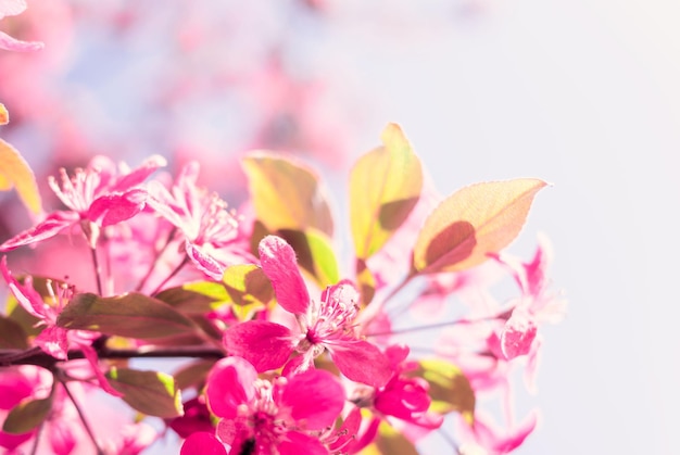 Frühlingsnaturhintergrund mit Kirschblüte