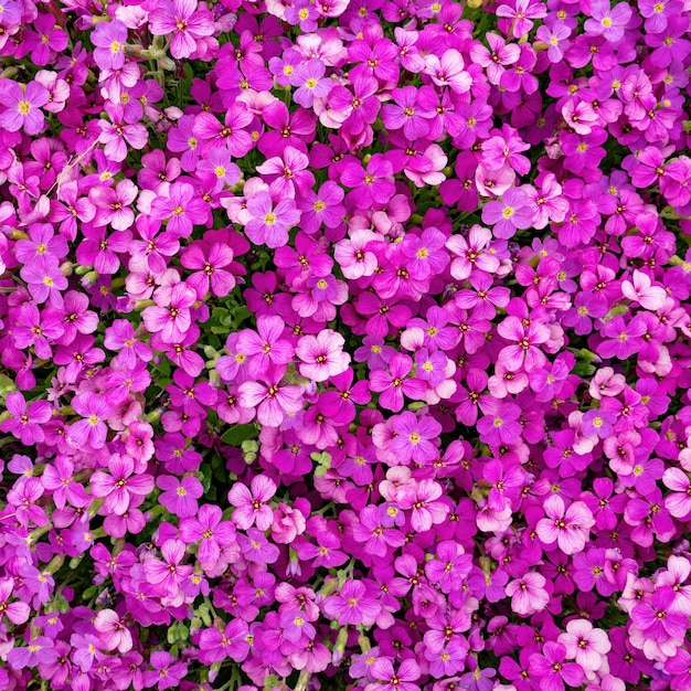 Frühlingsnaturhintergrund mit rosa blumen