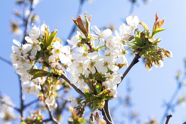 Frühlingsnaturhintergrund mit weißer Kirschblüte