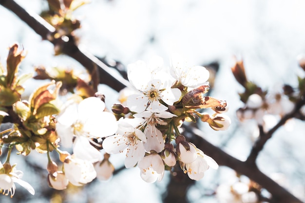 Frühlingsnaturhintergrund mit weißer Kirschblüte