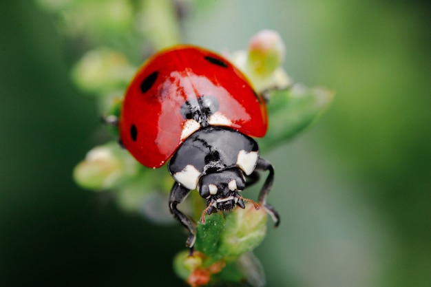 Frühlingsnaturhintergrund