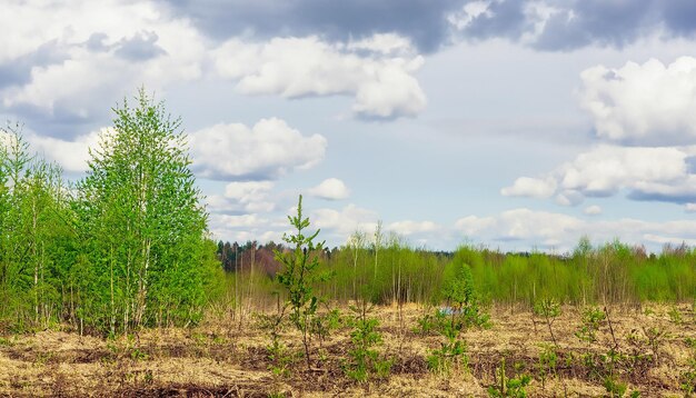 Frühlingsnaturwaldlandschaft mit bewölktem Himmel Russland Selektiver Fokus