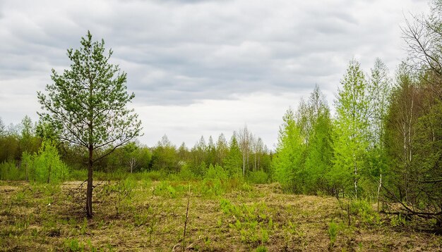 Frühlingsnaturwaldlandschaft mit bewölktem Himmel Russland Selektiver Fokus