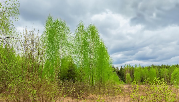 Frühlingsnaturwaldlandschaft mit bewölktem Himmel Russland Selektiver Fokus