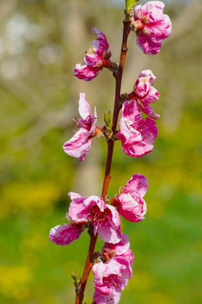 Frühlingspfirsichbaum mit rosa Blüten