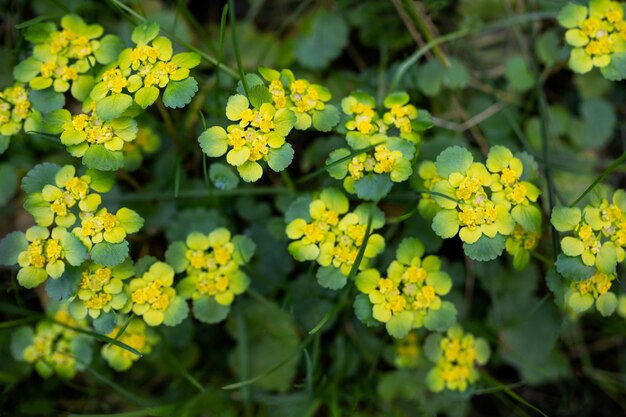 Frühlingspflanze im Wald Chrysosplenium alternifolium