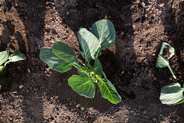 Frühlingspflanzung von Kohl im Boden im Garten. Hände halten den Spross. Nahansicht.