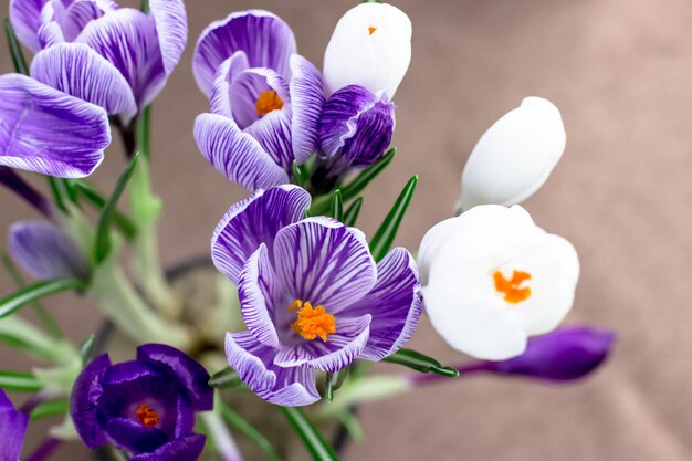 Frühlingspostkarte Krokusse sind lila und weiß auf braunem Hintergrund Draufsicht