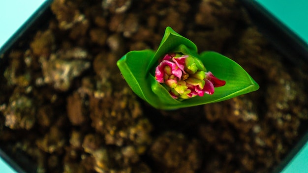 frühlingsprimel in einer blumentopfdraufsicht