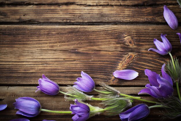 Frühlingspurpurne Blumen auf altem Holz