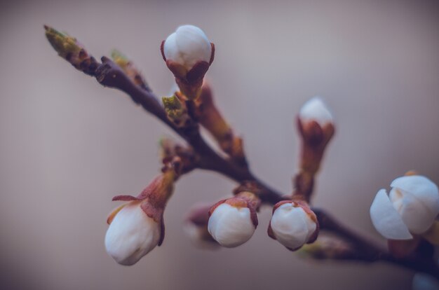 Frühlingsrand oder -hintergrund mit rosafarbener Blüte