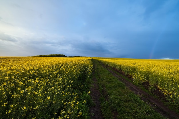 Frühlingsrapsgelb blühende Felder