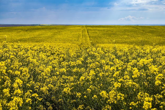 Frühlingsrapsgelb blühende Felder