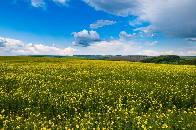 Frühlingsrapsgelb blühende Felder