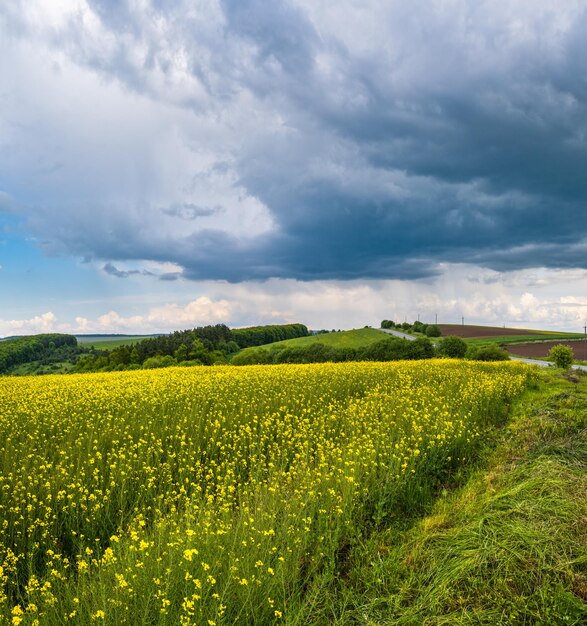 Frühlingsrapsgelb blühende Felder