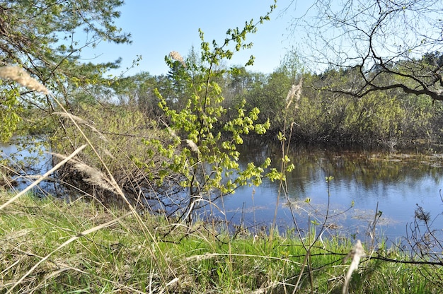 Frühlingsrasen am Fluss