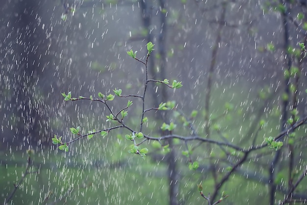 Frühlingsregen im Wald, frische Äste einer Knospe und junge Blätter mit Regentropfen