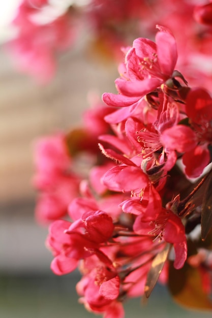 Frühlingsrosa Blüten