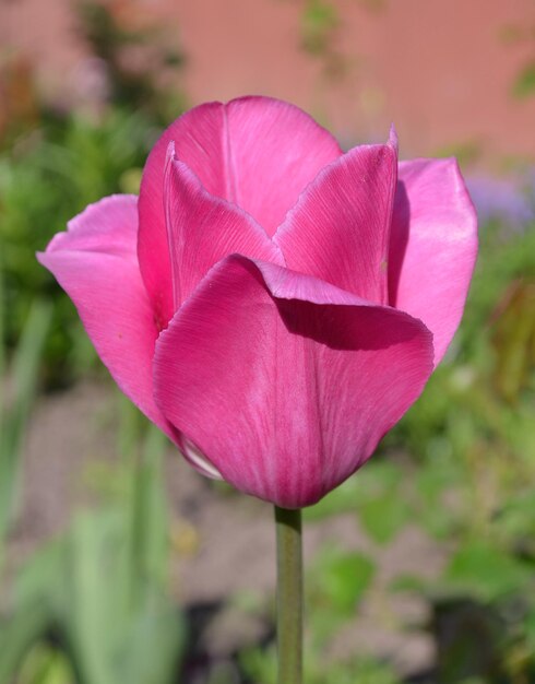 Frühlingsrosa Tulpe