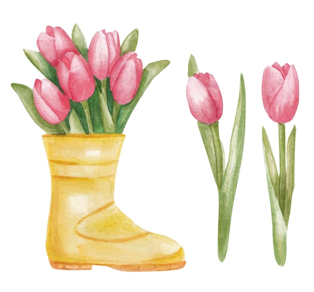 Frühlingsrosa tulpen im gelben stiefelaquarellillustrationssatz lokalisiert auf weiß